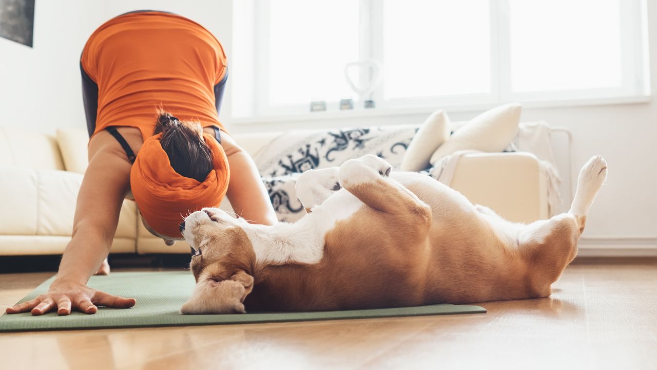 Person wearing orange doing yoga with dog