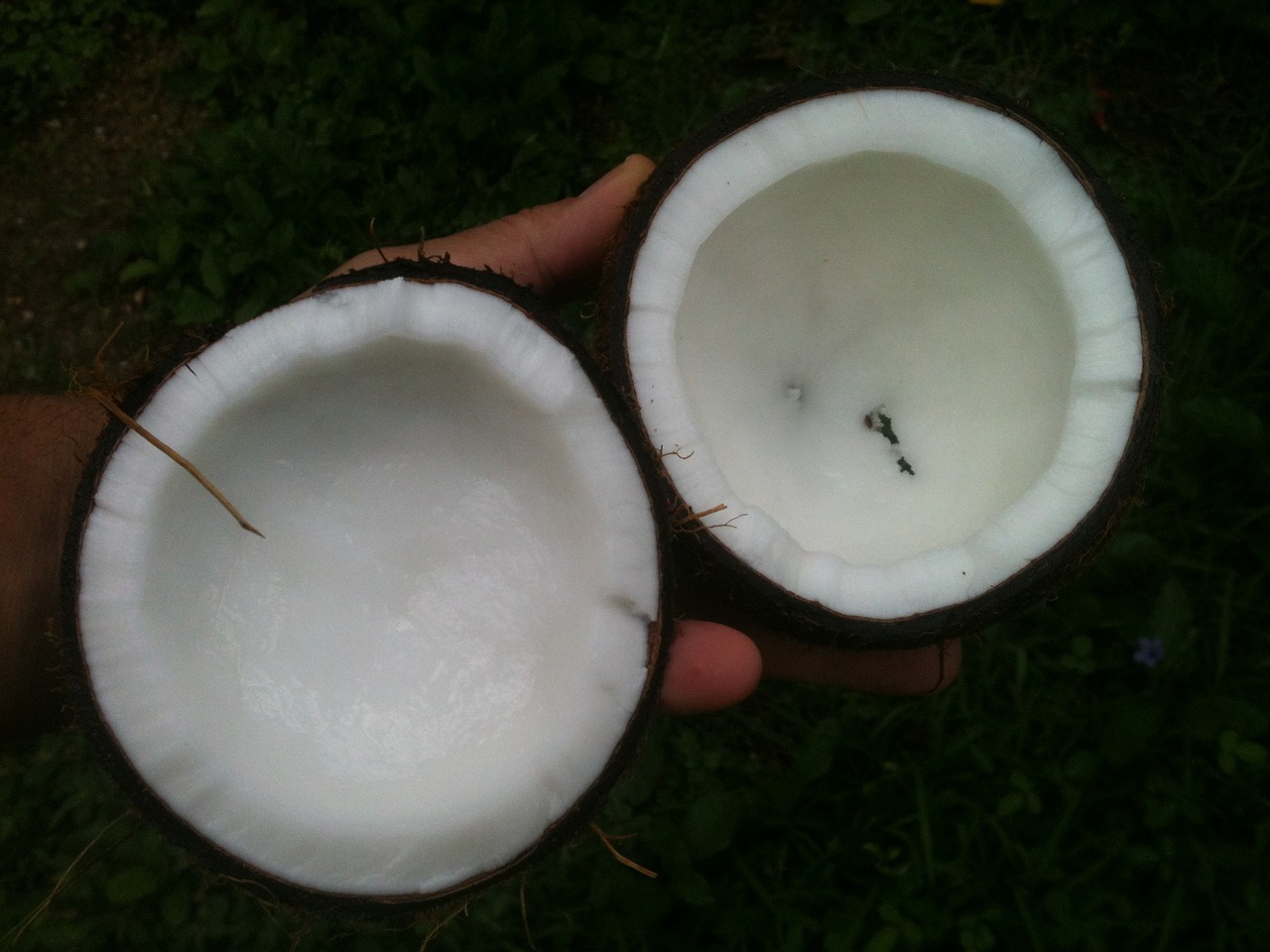 coconut, oil, white-648105.jpg
