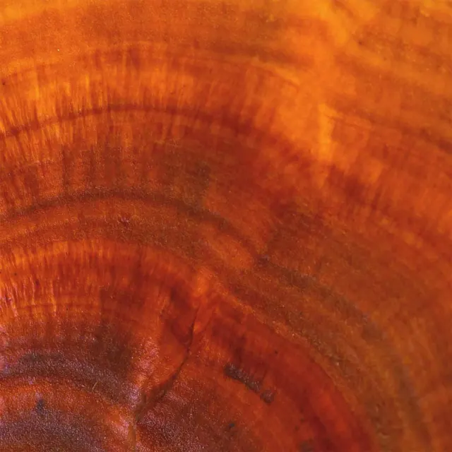 Reishi Mushroom Background - square